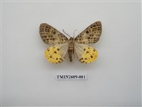 藏品(尺蛾124)的圖片